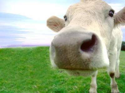La vaca que llegó del cielo